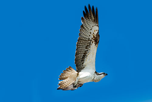 osprey-soaring-up-web